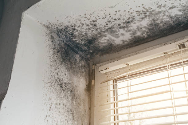 Affordable Basement Mold Removal solutions in Saint Joseph, MI